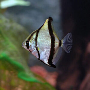 ماهی انجل مونو