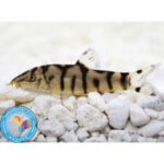 لوچ پاکستانی سایز 8الی12سانت